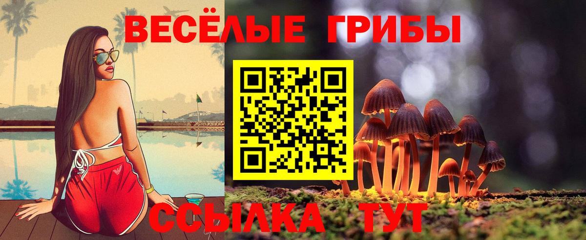 Галлюциногенные грибы Psilocybine cubensis  Вход с VPN  где купить наркоту  Новоалтайск 